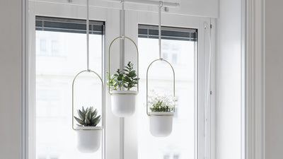 triflora hanging planter